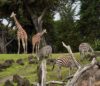 zoo de  Beauval